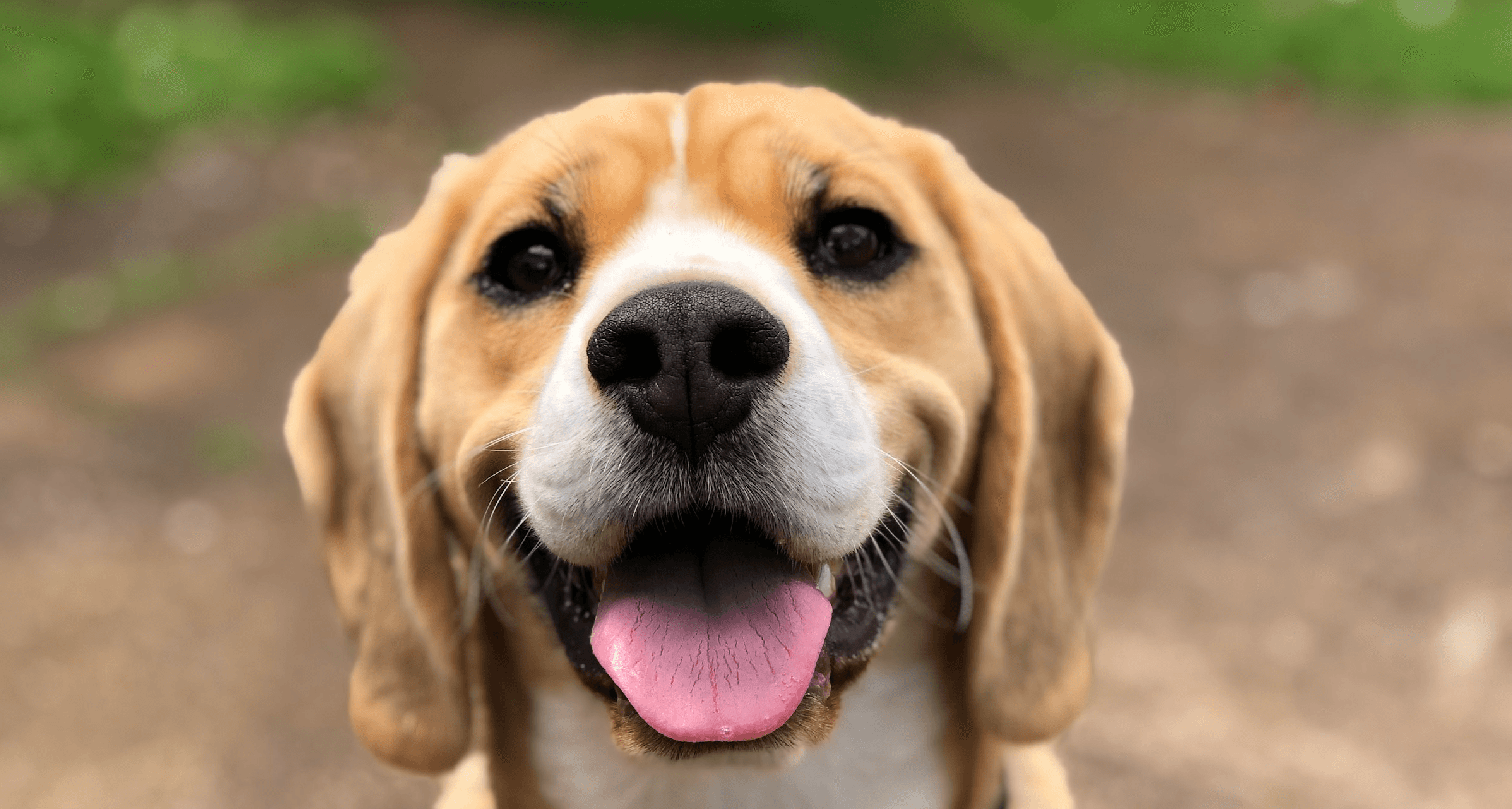 Your Furry friend is not eating?